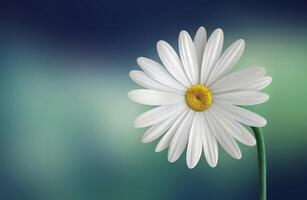 White Daisy beautiful flower background photo