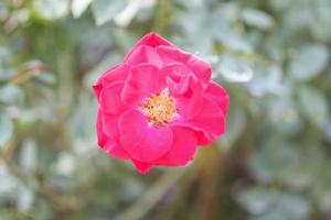 hermosa flor de rosas rojas en el jardín foto