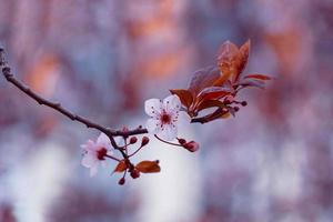 beautiful cherry blossom flower in springtime photo