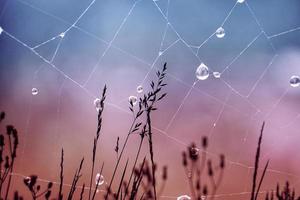 flower plant and drops in rainy days in spring season photo