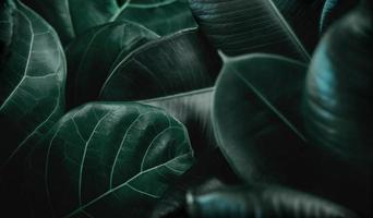 Natural Leaf Texture Background. Closeup of Green Fiddle Fig, Ficus Lyrata and Ficus Elastica or Rubber Plant Leaf Surface. Top View photo