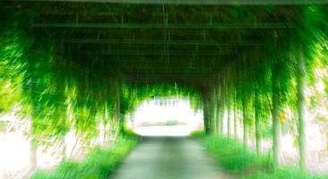 blur nature of green tunnel photo