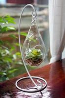 Miniature cactus succulent plant in a glass vase photo