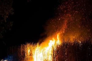 Sugar cane is burned to remove the outer leaves around the stalks before harvesting photo