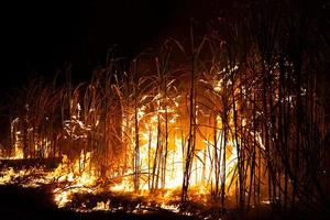 Sugar cane is burned to remove the outer leaves around the stalks before harvesting photo