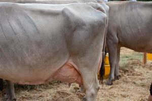 Livestock Fair, the largest cattle show in the Bergamo valleys photo