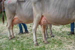 feria de ganado, la feria de ganado más grande de los valles de Bérgamo foto