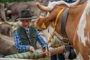 Bergamo italy 2022 Livestock Fair, the largest cattle show in the Bergamo valleys