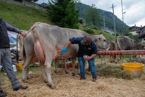 Bergamo italy 2022 Livestock Fair, the largest cattle show in the Bergamo valleys photo