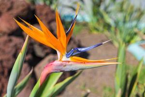 Strelizia flor vista foto