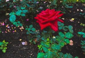 rosa en el jardín. foto