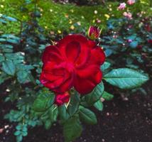 rosas en el jardín. foto