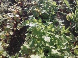 Green vegetable plants in a rural garden photo