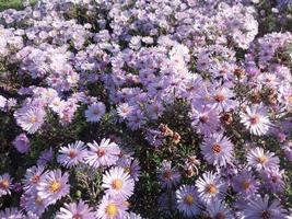 flores moradas florecidas en el jardín de otoño foto