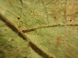 Sunlight penetrates through a leaf of a tree photo