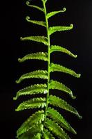 Freshness Fern leaf on black background photo