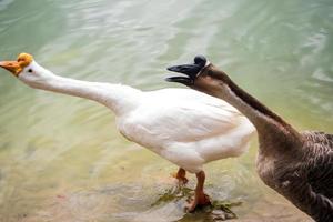 ganso blanco y ganso marrón en el lago foto