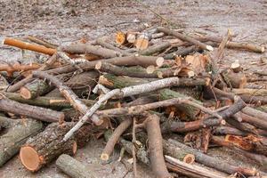 A pile of sawed firewood for heating in winter. Stockpile of firewood during the energy crisis photo