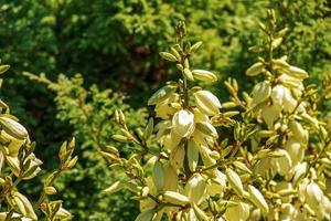la yuca es una palmera filiforme y floreciente con muchas flores blancas en el jardín botánico de dnepropetrovsk. foto
