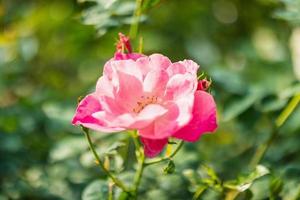 Beautiful pink roses flower in the garden photo