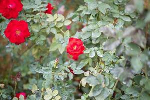 Beautiful red roses flower in the garden photo