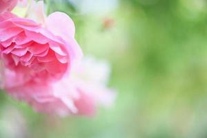 hermosa flor de rosas rosadas en el jardín foto