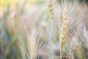 Barley wheat field nature background photo