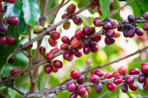Fresh coffee beans on tree branches photo