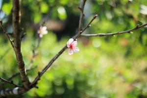 chinese plum flower blossom close up photo