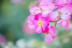 Beautiful pink roses flower in the garden photo