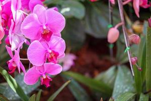 Beautiful Phalaenopsis Orchid flower blooming in garden floral background photo