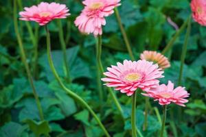 Pink gerbera flowers in the garden photo