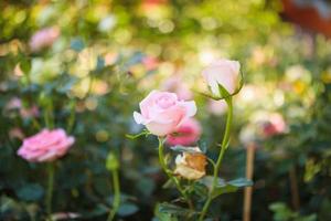 hermosa flor de rosas rosadas de colores en el jardín foto