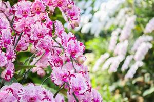 Beautiful Phalaenopsis Orchid flower blooming in garden floral background photo