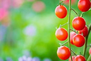 tomates maduros rojos frescos colgando de la planta de vid que crece en el jardín orgánico foto