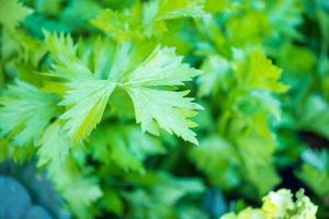 Fresh green celery plantation in organic vegetable farm photo