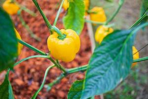 Yellow bell pepper plant growing in organic garden photo