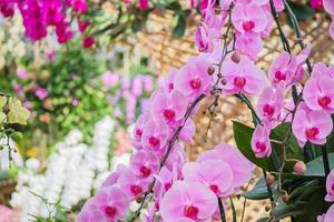 Beautiful Phalaenopsis Orchid flower blooming in garden floral background photo