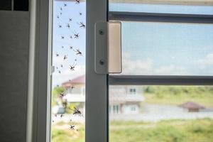 Many mosquitoes flying in to the house while insect net was opened photo