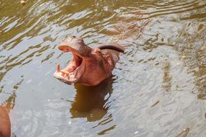 common hippopotamus Hippopotamus amphibius close up photo