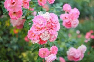 Beautiful pink roses flower in the garden photo