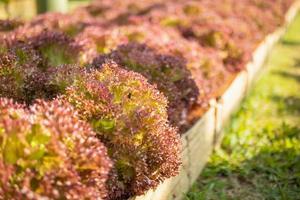 Fresh Lollo Rossa red leaves lettuce salad plant in organic farm photo