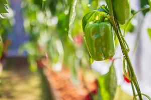 Green bell pepper plant growing in organic garden photo
