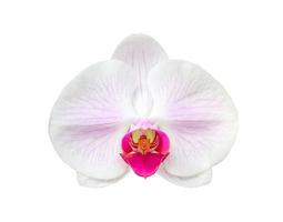 hermosa flor de orquídea phalaenopsis aislada sobre fondo blanco foto