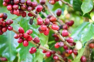 Fresh coffee beans on tree branches photo