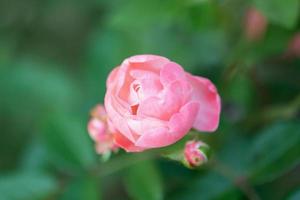 hermosa flor de rosas de colores en el jardín foto