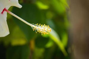 hibiscus flower in green garden photo