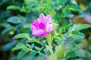 Beautiful wild roses flower in the garden photo