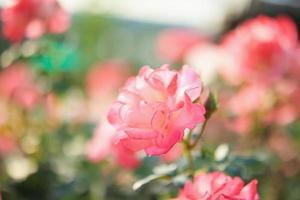 Beautiful pink roses flower in the garden photo