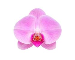 hermosa flor de orquídea phalaenopsis aislada sobre fondo blanco foto